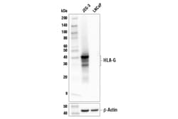 Cell Signaling Technology HLA-G E8N9C XPR Rabbit mAb