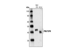Cell Signaling Technology&nbsp;PBK/TOPK Antibody 20 ul