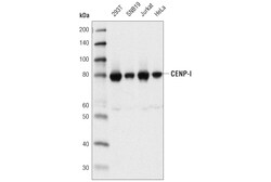 Cell Signaling Technology&nbsp;CENP-I D4D5K Rabbit mAb 100