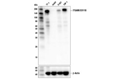 Cell Signaling Technology&nbsp;CD11b/ITGAM D6X1N Rabbit mAb