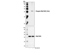 Cell Signaling Technology&nbsp;Phospho-PBK/TOPK Thr9 Antibo