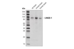 Cell Signaling Technology&nbsp;LINGO-1 Antibody 100 ul