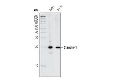 Cell Signaling Technology&nbsp;Claudin-1 Antibody 20 ul