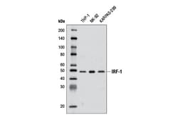 Cell Signaling Technology&nbsp;IRF-1 D5E4 XPR Rabbit mAb