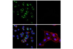 Cell Signaling Technology&nbsp;ApoE E7X2A Rabbit mAb 100 ul