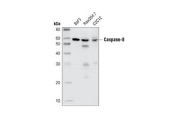 Cell Signaling Technology&nbsp;Caspase-8 Antibody 20 ul