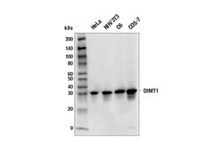 Cell Signaling Technology&nbsp;DIMT1 E7O5R Rabbit mAb 100 u