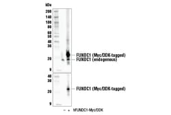 Cell Signaling Technology&nbsp;FUNDC1 E2F4T Rabbit mAb 100