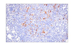 Cell Signaling Technology&nbsp;PD-L2 D6L5A Rabbit mAb 100 u