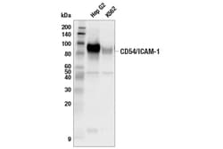 Cell Signaling Technology&nbsp;CD54/ICAM-1 Antibody 100 ul