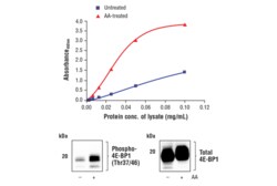 Cell Signaling Technology FastScantm Phospho-4E-BP1 T