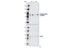 Cell Signaling Technology&nbsp;Phospho-Wee1 Ser642 D47G5