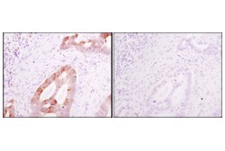 Cell Signaling Technology Rabbit DA1E mAb IgG XPR Is