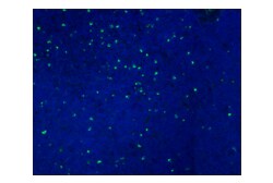 Cell Signaling Technology Granzyme B D6E9W Rabbit mAb