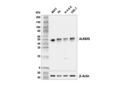 Cell Signaling Technology&nbsp;ALKBH5 E3F6E Rabbit mAb 100