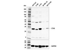 Cell Signaling Technology&nbsp;CT45 Antibody 100 ul