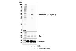 Cell Signaling Technology&nbsp;Phospho-Fgr Tyr412 Antibody