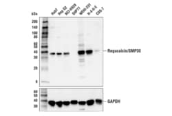 Cell Signaling Technology&nbsp;Regucalcin/SMP30 Antibody 100