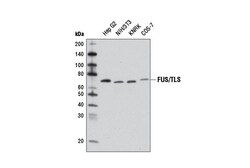 Cell Signaling Technology&nbsp;FUS/TLS Antibody 100 ul