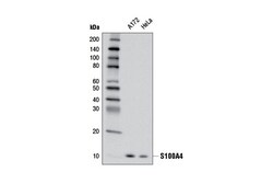 Cell Signaling Technology&nbsp;S100A4 D9F9D Rabbit mAb BSA