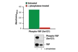 Cell Signaling Technology PathScanR Phospho-YAP Ser12