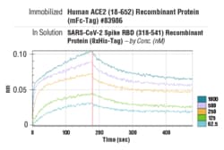 Cell Signaling Technology SARS-CoV-2 Spike RBD 318-541