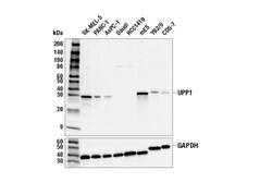 Cell Signaling Technology UPP1 Antibody 100 ul