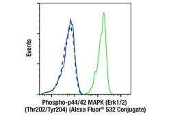 Cell Signaling Technology&nbsp;Phospho-p44/42 MAPK Erk1/2