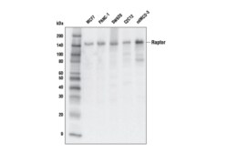 Cell Signaling Technology Raptor E6O3A Rabbit mAb 100