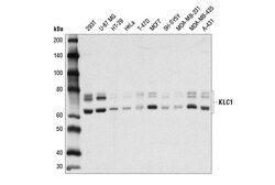Cell Signaling Technology&nbsp;KLC1 D2T2R Rabbit mAb 100 ul