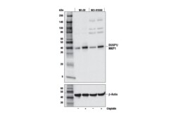 Cell Signaling Technology&nbsp;DUSP1/MKP1 E8L7D Rabbit mAb