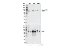 Cell Signaling Technology PhosphoPlusR TFEB Ser211 A, Quantity: Each of