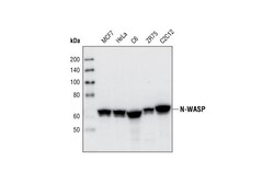 Cell Signaling Technology&nbsp;N-WASP 30D10 Rabbit mAb 20 u