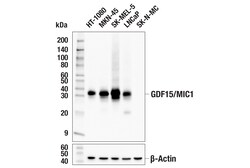 Cell Signaling Technology&nbsp;GDF15/MIC1 E4D3K Rabbit mAb