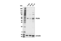 Cell Signaling Technology&nbsp;PILRA E7K1H Rabbit mAb 100 u