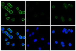 Cell Signaling Technology Phospho-FLT3 Tyr589/591 E4D