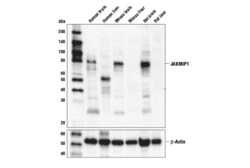 Cell Signaling Technology JAKMIP1 Antibody 100 ul