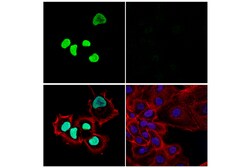 Cell Signaling Technology&nbsp;BRD9 E4Q3F Rabbit mAb 100 ul