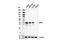Cell Signaling Technology&nbsp;GADS Antibody 100 ul