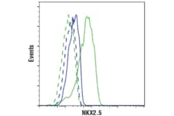 Cell Signaling Technology Cardiogenesis Marker Antibody
