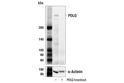 Cell Signaling Technology DNA Polymerase theta POLQ 1