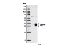 Cell Signaling Technology&nbsp;USP18 D4E7 Rabbit mAb 20 ul