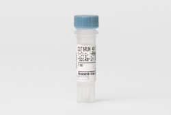 Cell Signaling Technology&nbsp;CUT RUN 4X Stop Buffer 1 ml