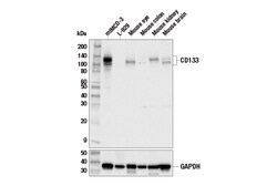 Cell Signaling Technology&nbsp;CD133 E5E2H Rabbit mAb 100 u