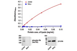 Cell Signaling Technology&nbsp;PathScanR RP Phospho-Rb Ser