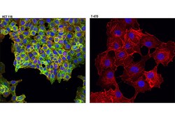 Cell Signaling Technology Met L6E7 Mouse mAb BSA and