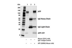 Cell Signaling Technology APP E8R9O Mouse mAb 100 ul