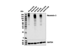 Cell Signaling Technology Neurexin-3 E7K3G Rabbit mAb