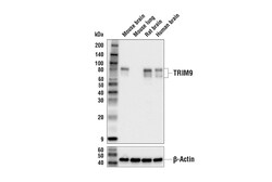 Cell Signaling Technology&nbsp;TRIM9 Antibody 100 ul