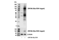 Cell Signaling Technology&nbsp;ZNF366 E5O9G Rabbit mAb 100